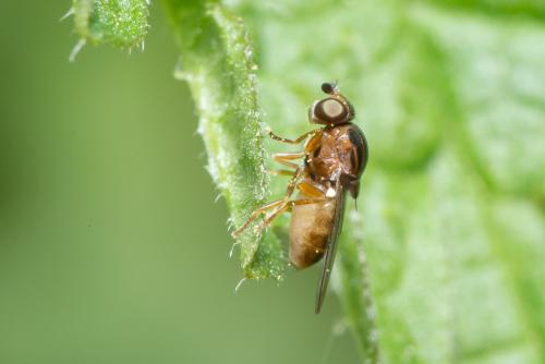 Thaumatomyia sp.